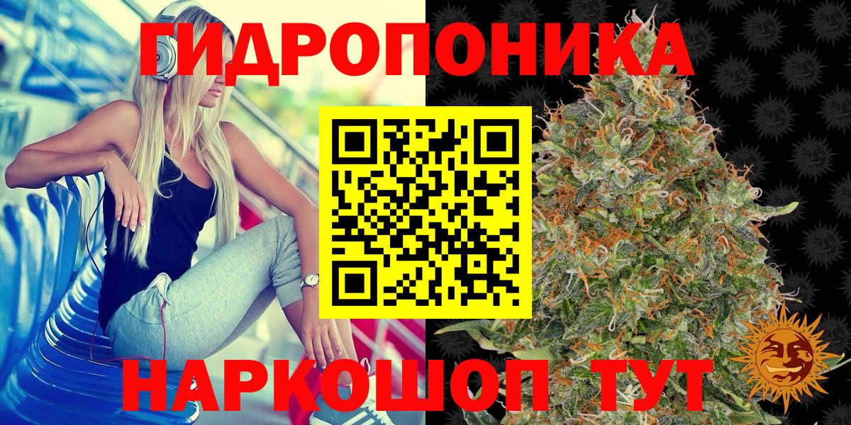 Конопля гибрид Нальчик